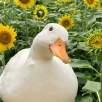 Даниель Хамзин