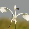 Станислав Строкаш