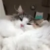 Филипп Грасмик