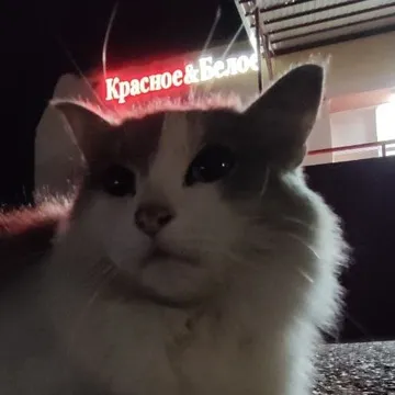 Дамир Султангузин